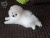 PoulaTo: Pomeranian toy